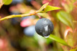 © Henrik Larsson - Ripe blueberry Vaccinium myrtillus with waterdrop