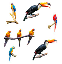 Set Of Isolated Tropical Parrots On A White Background