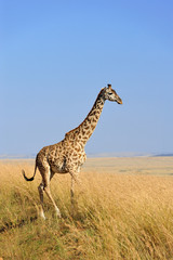 Wall Mural - Giraffe in National park of Kenya