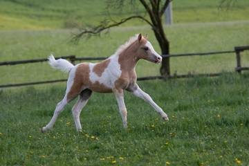 Nice little foal running on pasture