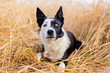 Strong border collie male dog. Shepherding and working dog