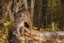 Bobcat (Lynx Rufus) Stands On Log