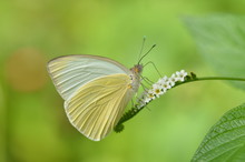 Great Southern White Butterfly Drinking Nectar On Small White Flowers
