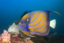 Blue Ringed Angelfish On Underwater Coral Reef