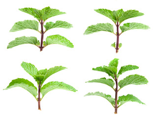 Sticker - Fresh mint isolated on white. Collection