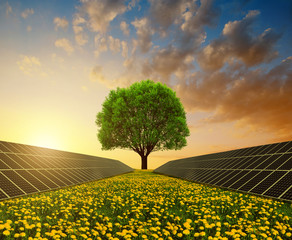 Wall Mural - solar energy panels with tree against sunset sky.clean energy.