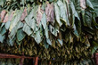 Hanging Tobacco leaves