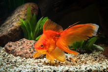 Fish. Goldfish In Aquarium With Green Plants, And Stones
