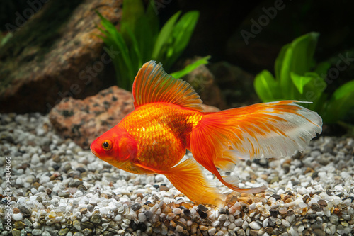 Cuadros en Lienzo Fish. Goldfish in aquarium with green plants, and stones
