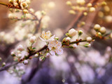 cherry branch