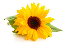 Sunflower With Leaves.