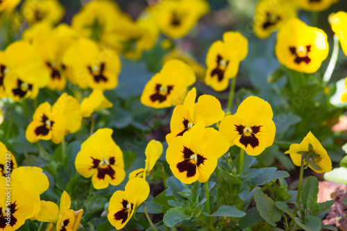 Pansy Flower Bed Bloom In The Garden
