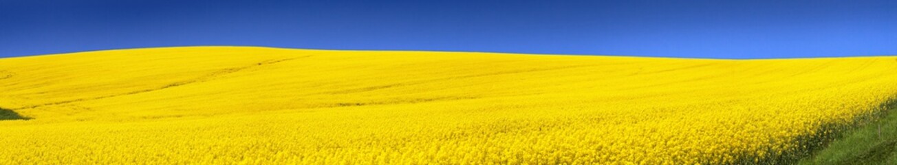 Wall Mural - golden field of flowering rapeseed with blue sky