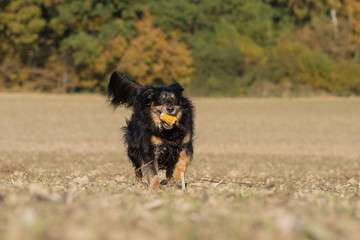 Poster - Dog runs with a corn cob on a field 