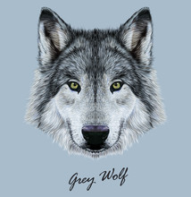 Wolf Animal Face. Scary Grey Head. Realistic Fur Gray Wild Wolf Portrait On Blue Background.