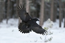 Raven (Corvus Corax) In Flight. Raven Landing. Raven Flying. Raven In Winter. Bird. Northern Raven.