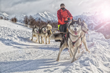 Sled dog race on snow in winter