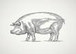 Pig in graphic style. Drawing by hand.