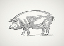 Pig In Graphic Style. Drawing By Hand.