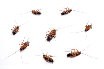 Wall Mural - cockroach masses dead isolate on white background