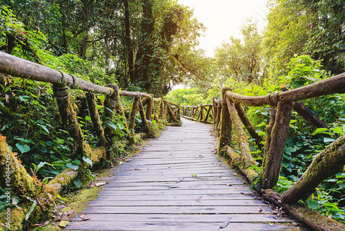 Dekoracja na wymiar  mech-wokol-drewnianego-chodnika-w-lesie-deszczowym-ze-sloncem-most-w-dzungli-doi