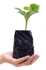 hand showing young plant isolated on white background