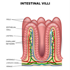 Wall Mural - Intestinal villi anatomy, small intestine lining