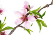 Peach Tree (Prunus persica) Clipping