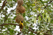 Yellow Masked Weaver Bird, Namibia