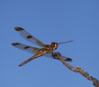 Brown dragonfly