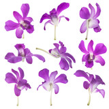 Fototapeta Motyle - Nine Purple orchids isolated on white