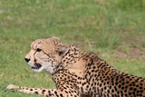 Fototapeta Sawanna - Cheetah in South Africa