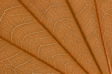 Wall Mural - stem and leaf texture for pattern
