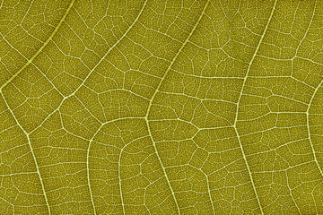 Wall Mural - design on leaf texture for pattern and background