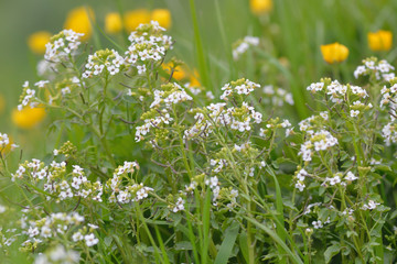 Watercress (Nasturtium officinale). Wild vegetable in the cabbage and mustard family (Brassicaceae), with white flowers by a British stream