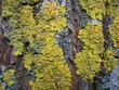 lichen on willow bark texture closeup