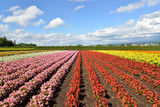 Fototapeta Tulipany - Colorful flower field in Hokkaido, Japan