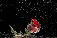 Red Rose In Dew Drops On A Black Background