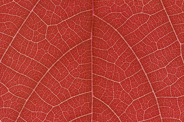 Wall Mural - design on leaf for pattern and background