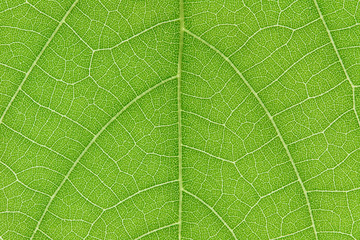 Wall Mural - design on leaf for pattern and background