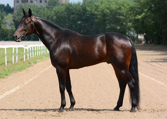 Conformation of the bay american trotter