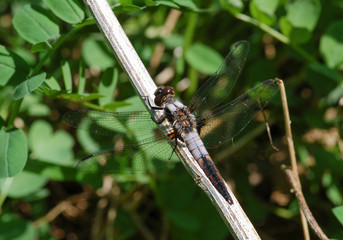 Poster - Chalk-fronted Corporal