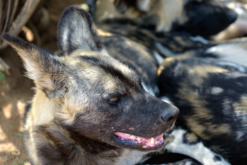 Wall Mural - african wild dog