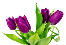 Tulip. Beautiful Bouquet Of Tulips. Colorful Tulips. Tulips In Spring. Tulips Violet. Tulip On White Background. Tulip Purple.  Ulip.  Tulips Macro, Isolated Tulips On White Background For Card.