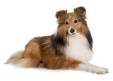 Fototapeta  - young shetland dog