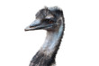 Portrait of emu.