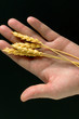 ripe ears of wheat lie on an outstretched palm