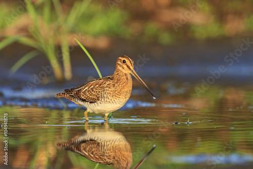 Fotografia, Obraz Snipe in all its glory, knee-deep in water/Snipe in all its glory, knee-deep in