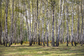 Wall Mural - Birch tree forest. Nature background.