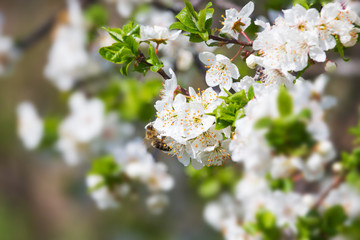 Wall Mural - Tree Bloom in Spring